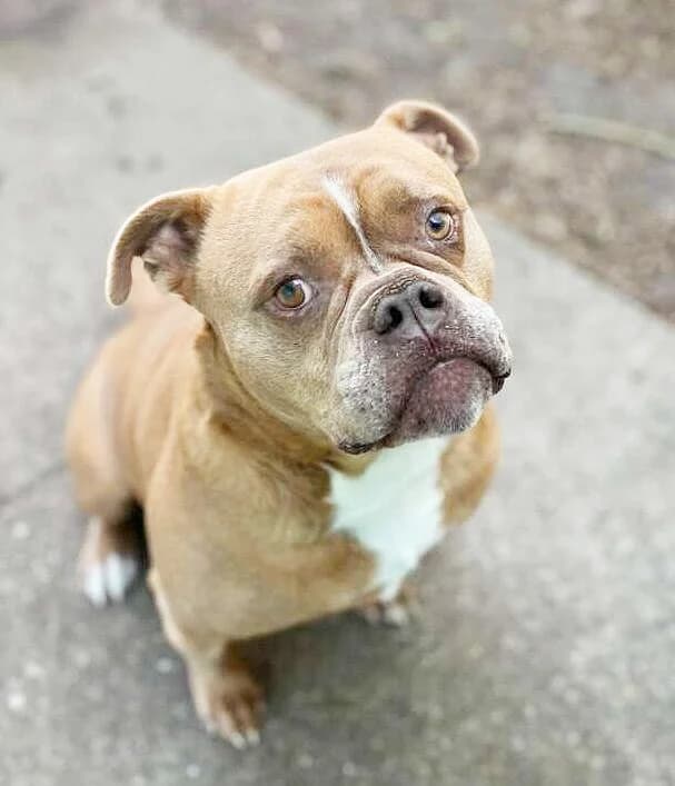 Joseph, male senior English Bulldog for adoption at Tierheim Berlin Falkenberg, Berlin