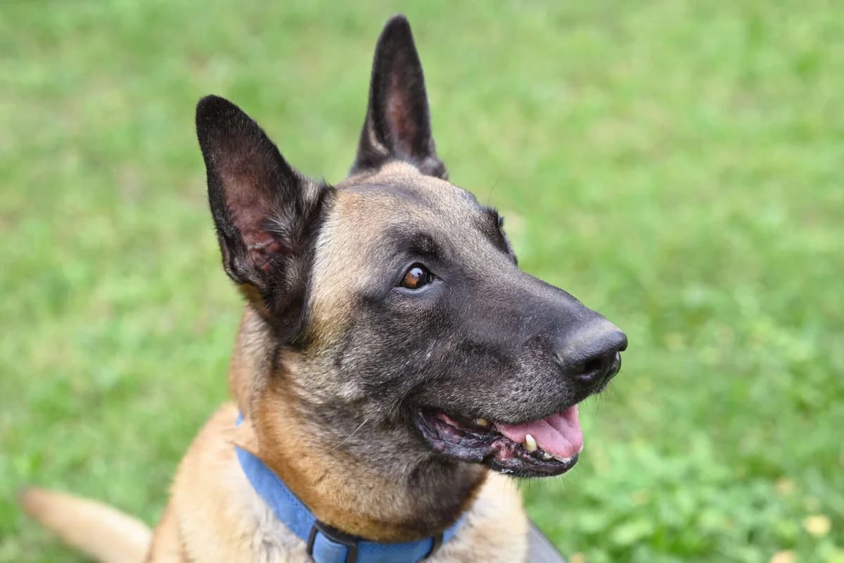 Chido, male senior Belgian Malinois for adoption at Tierheim Berlin Falkenberg, Berlin
