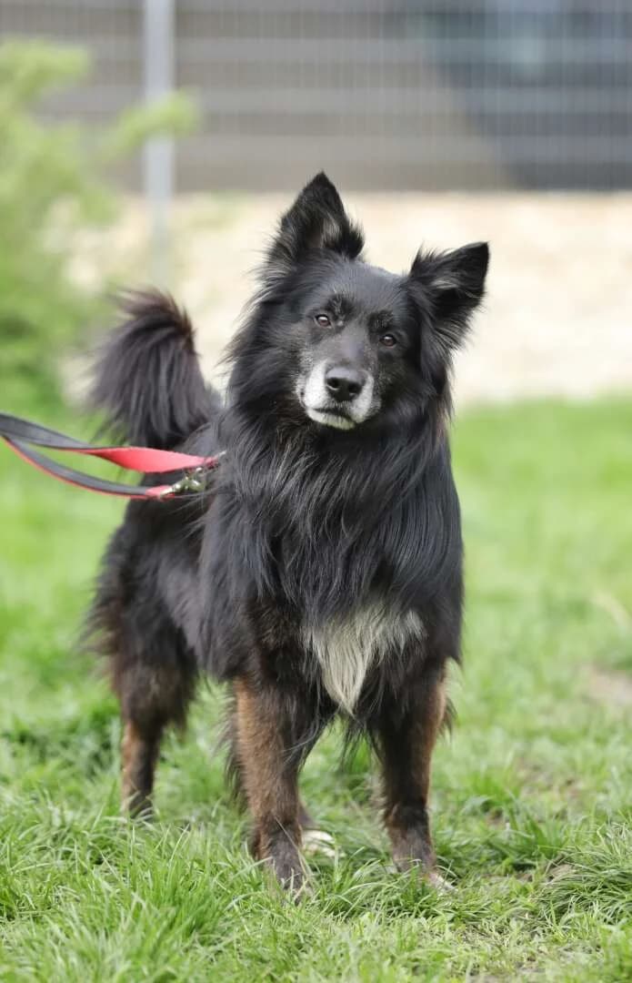 Fukano, male senior Border Collie for adoption at Tierheim Berlin Falkenberg, Berlin