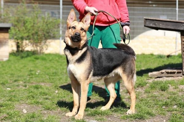 Claire, female senior German Shepherd for adoption at Tierheim Berlin, Berlin