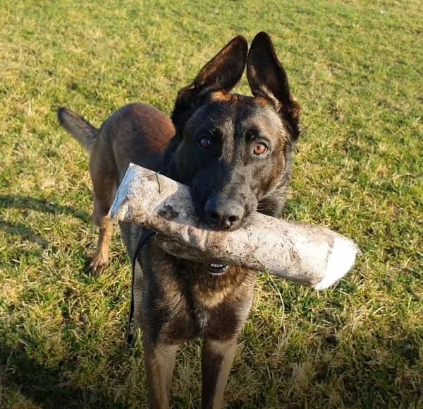 Anton, male senior Belgian Malinois for adoption at Tierheim Berlin Falkenberg, Berlin