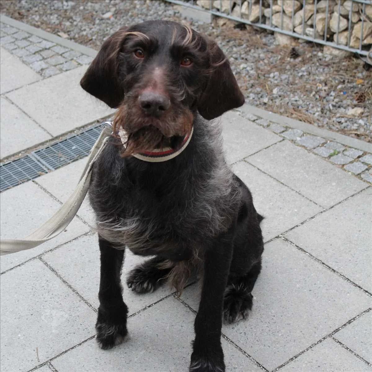 CARUSO, Mixed Breed (Tierheim München)