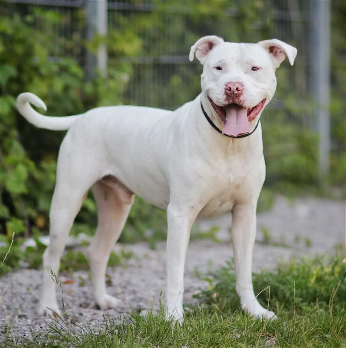 ROCKET, Mixed Breed (Tierheim München)