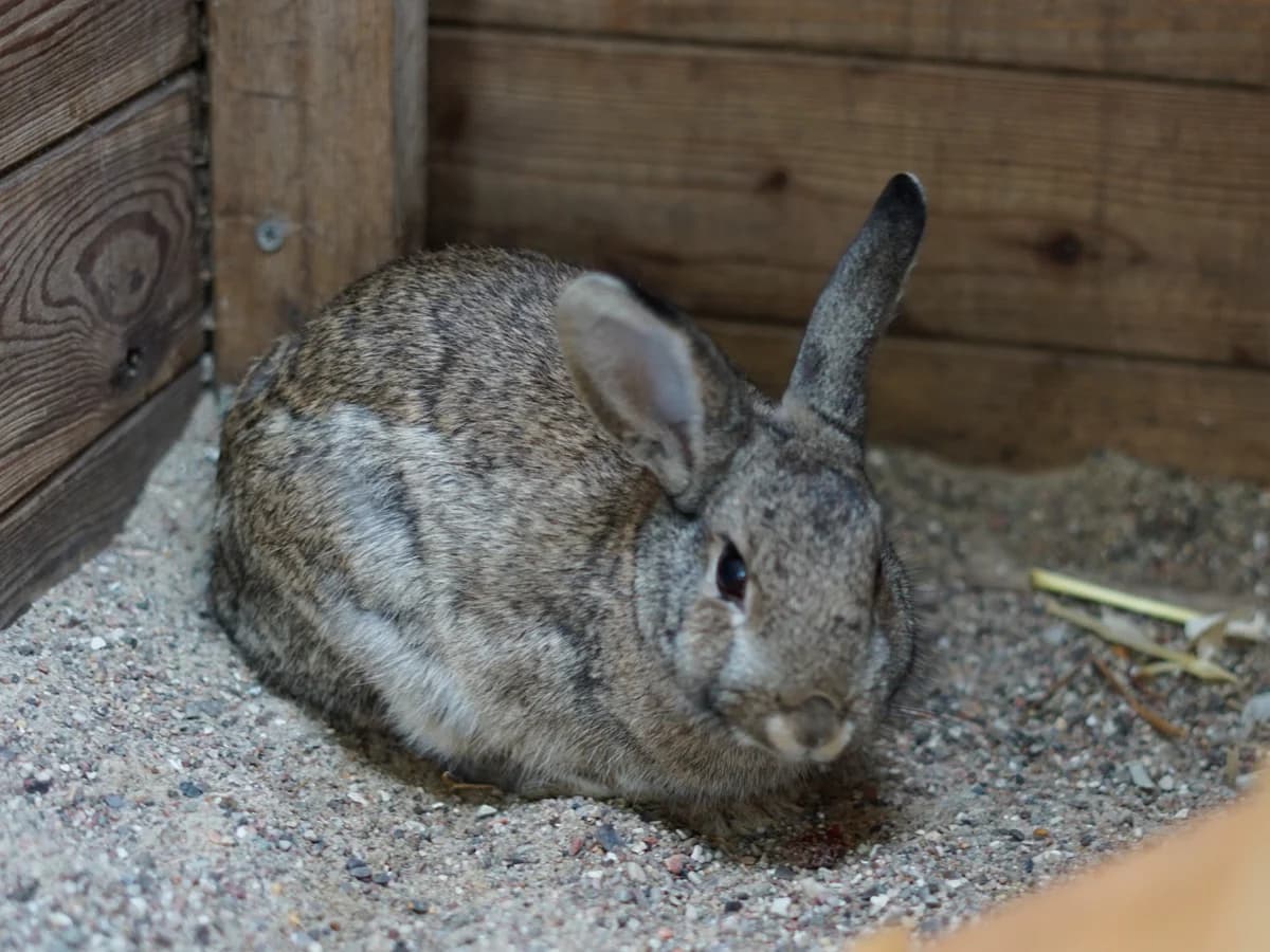 Mila, wild female mixed breed for adoption at Tierheim Hamburg, Hamburg