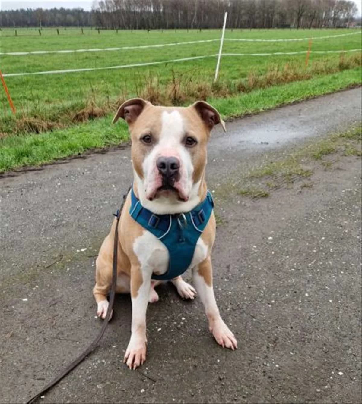 LUCKY, Mixed Breed (Tierheim München)