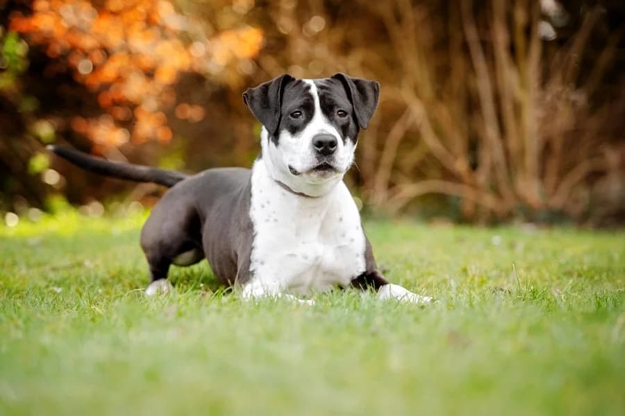 Gerda, female 6yo Mixed Breed for adoption at Tierheim Leipzig, Leipzig