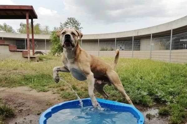 Vito, male senior Presa Canario for adoption at Tierheim Berlin Falkenberg, Berlin