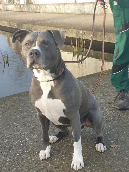 Nanuk, male senior Staffordshire Bull Terrier for adoption at Tierheim Berlin Falkenberg, Berlin