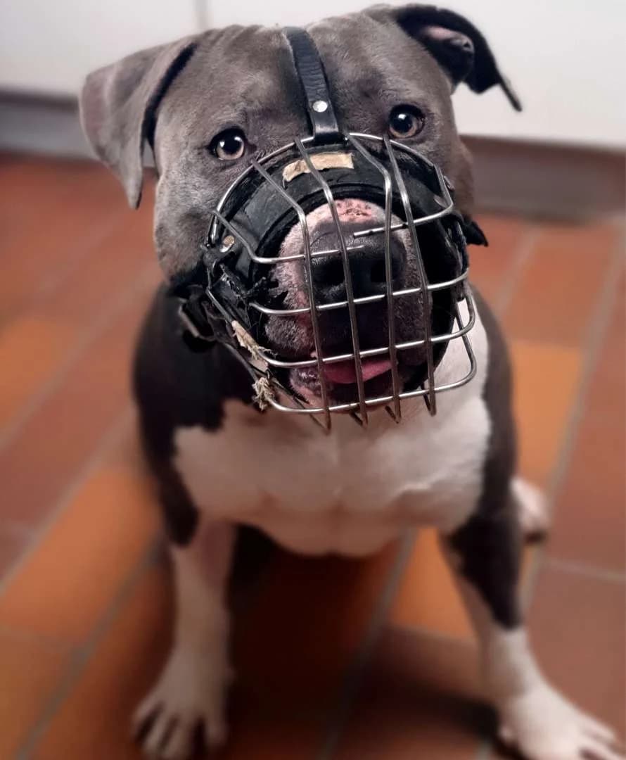 Ates, male 7yo Staffordshire Bull Terrier for adoption at Tierheim Berlin Falkenberg, Berlin
