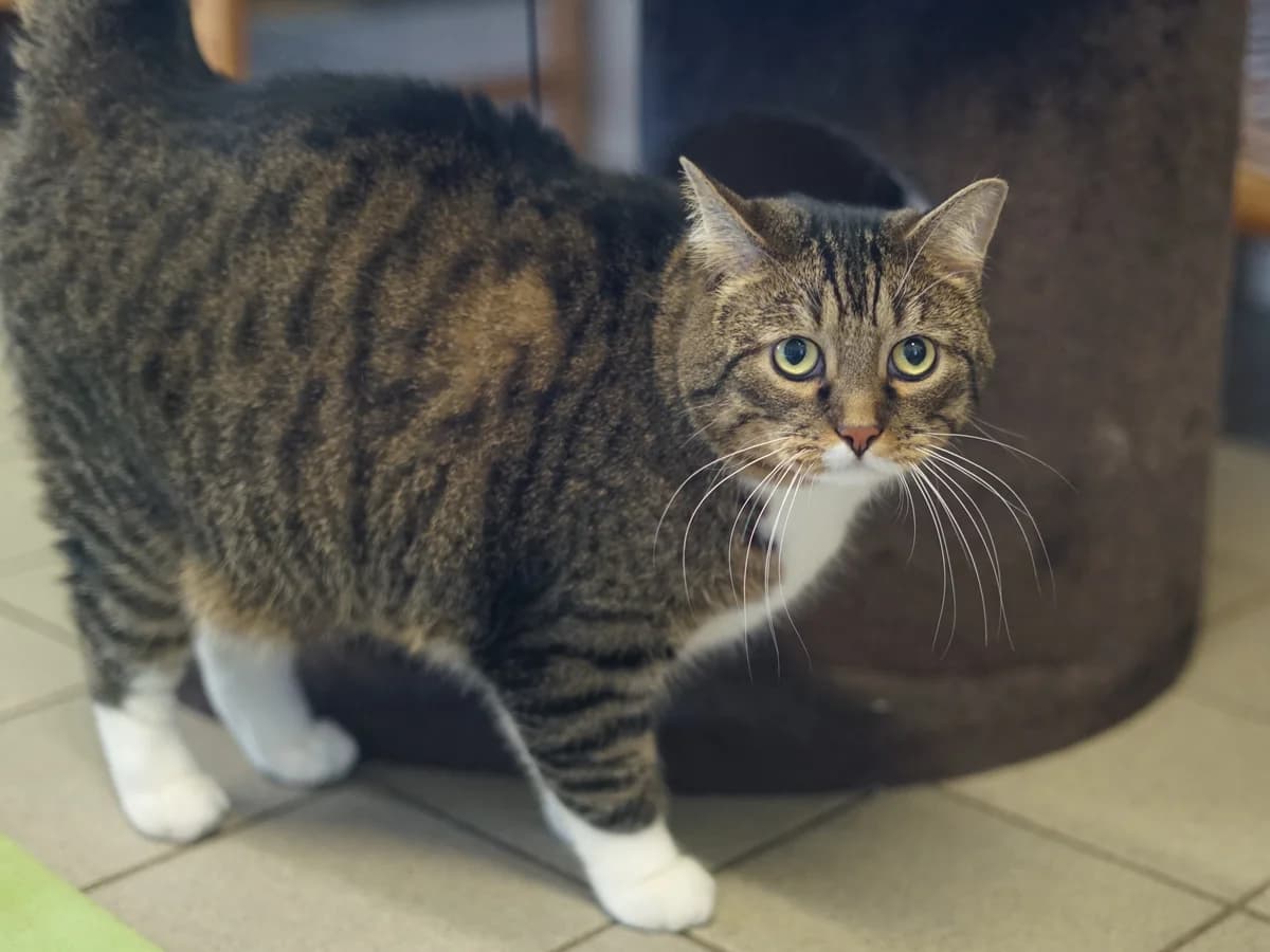 Cosmo, braun-schwarz-getigert mit weißen Abzeichen male 4yo Mixed Breed for adoption at Tierheim Hamburg, Hamburg
