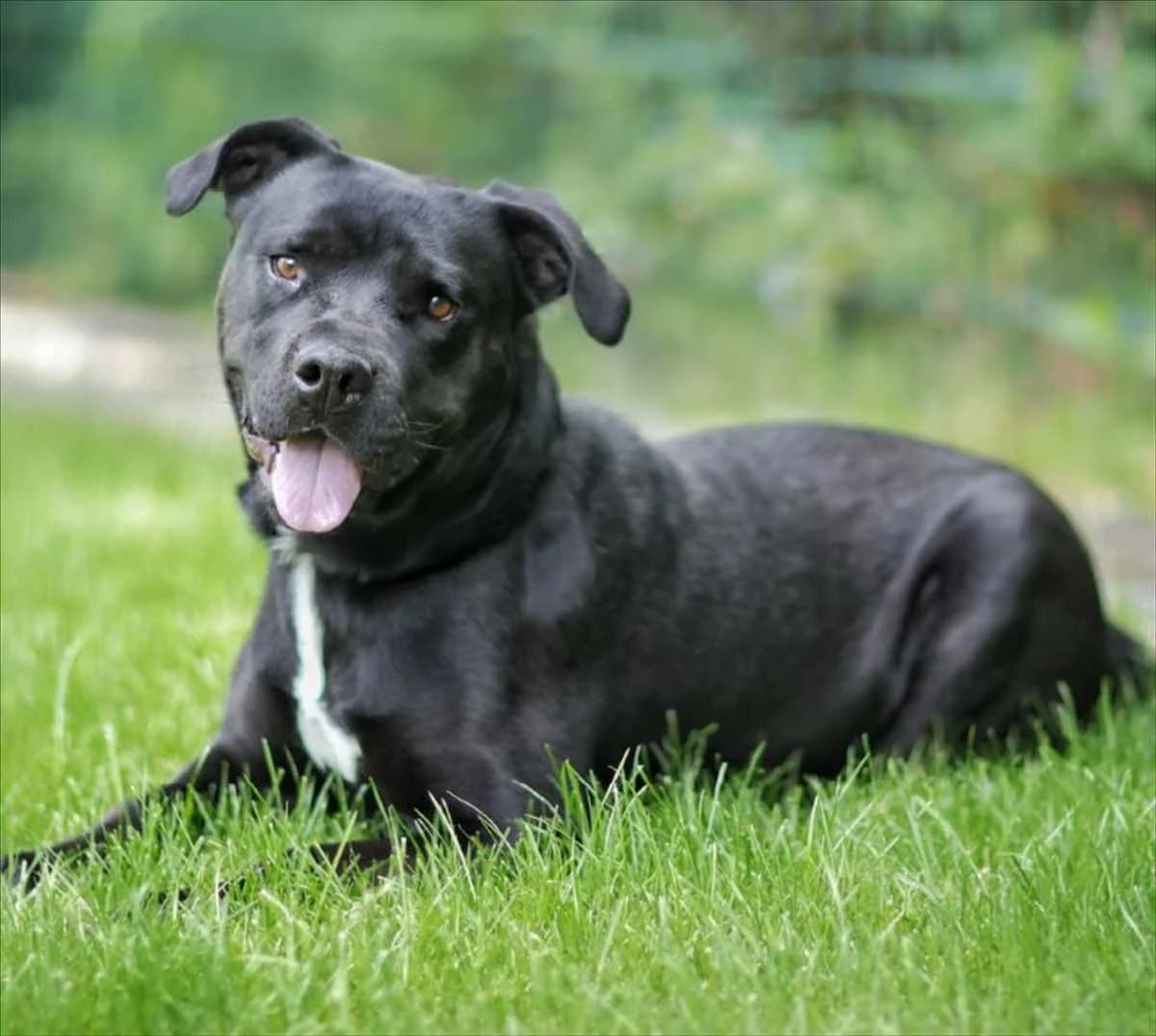 IVAN, Mixed Breed (Tierheim München)