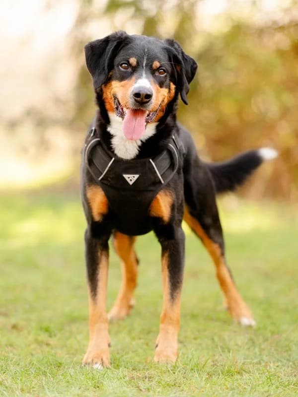 Timmi, male 3yo Mixed Breed for adoption at Tierheim Leipzig, Leipzig