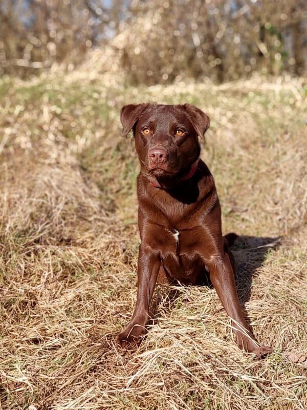 Loki, male young Labrador Retriever for adoption at Tierheim Leipzig, Leipzig