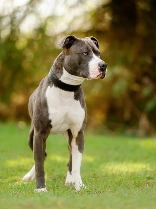 King, male 5yo Mixed Breed for adoption at Tierheim Leipzig, Leipzig