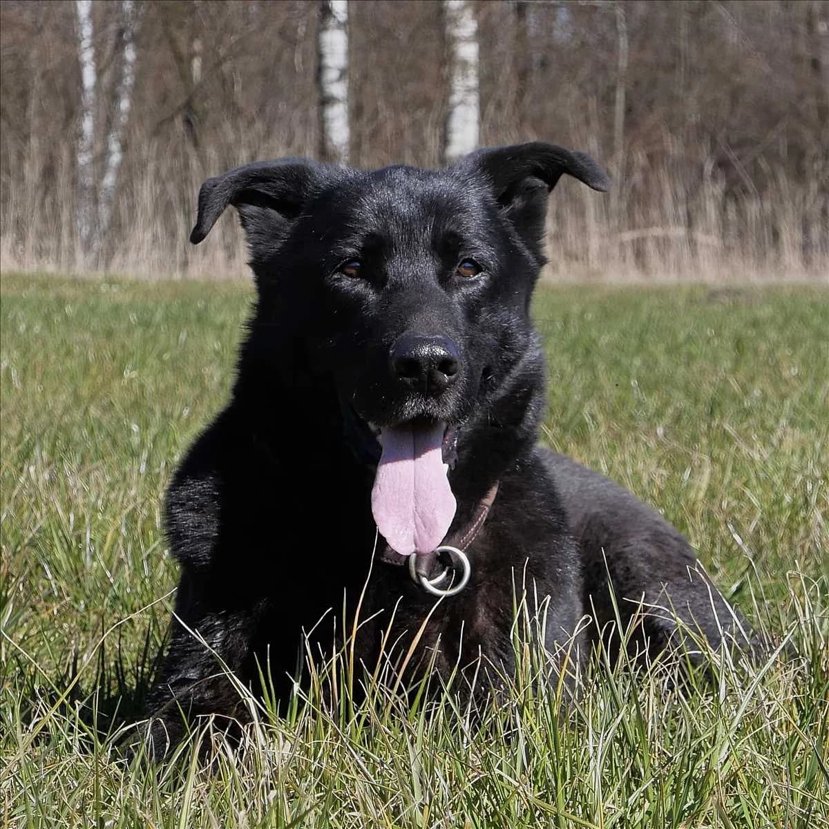LUCKY, schwarz, braun male senior Mixed Breed for adoption at Tierheim München, Munich