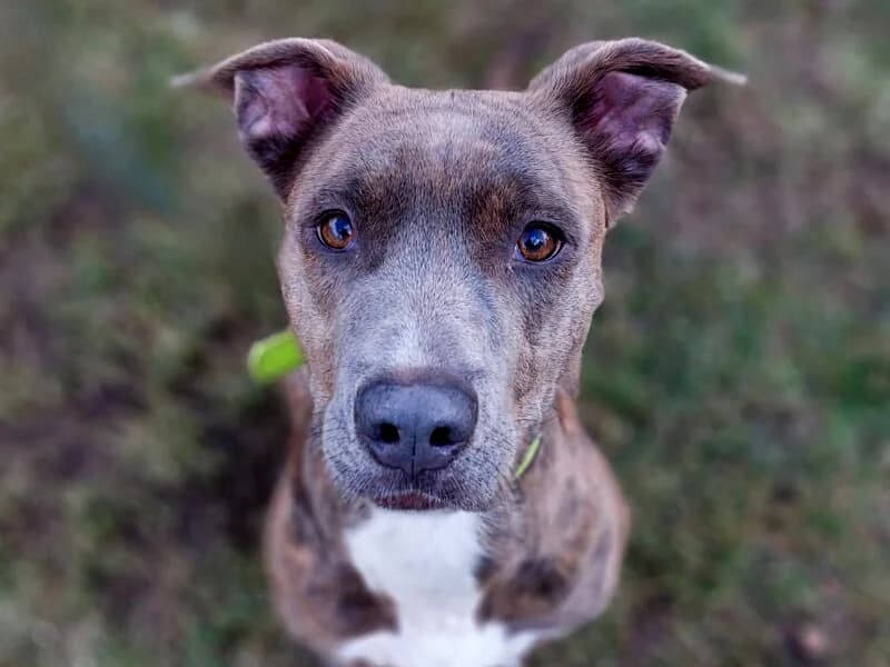 Molly, female 3yo Mixed Breed for adoption at Tierheim Leipzig, Leipzig