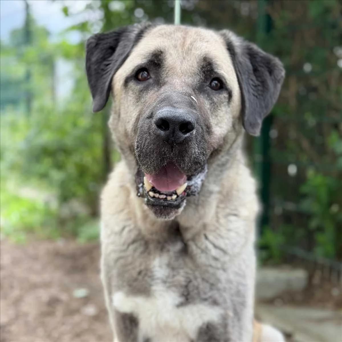 REIS, Mixed Breed (Tierheim München)