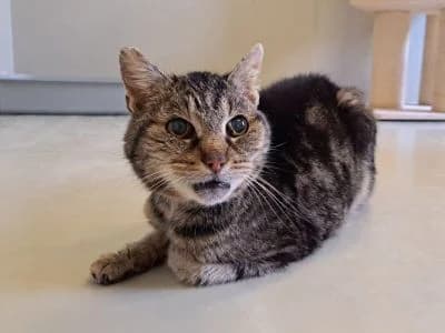 Adelgunde, female senior mixed breed for adoption at Tierheim Leipzig, Leipzig