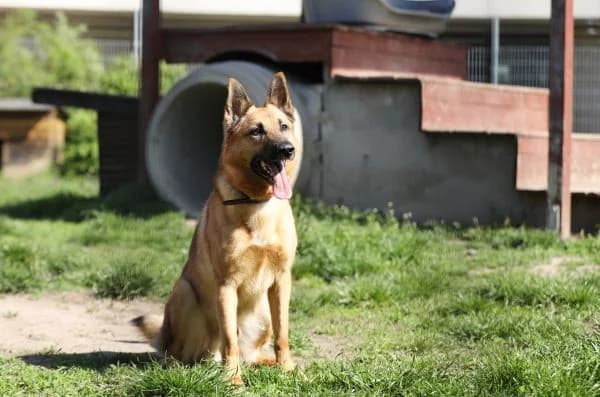 Tango, male senior German Shepherd for adoption at Tierheim Berlin Falkenberg, Berlin
