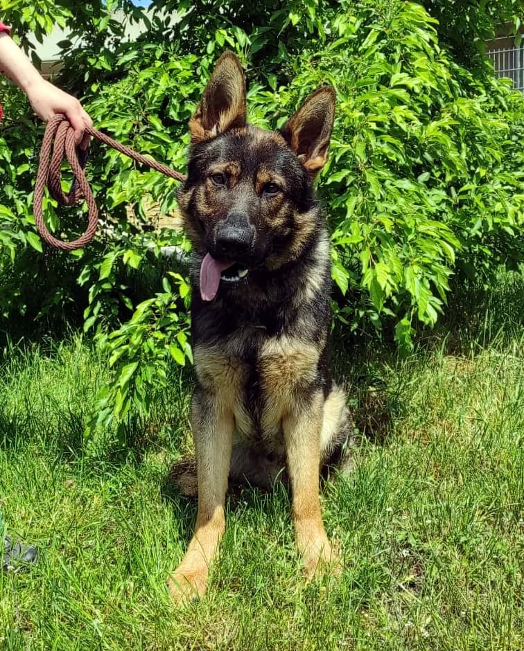 Hajo, male 6yo German Shepherd for adoption at Tierheim Berlin Falkenberg, Berlin