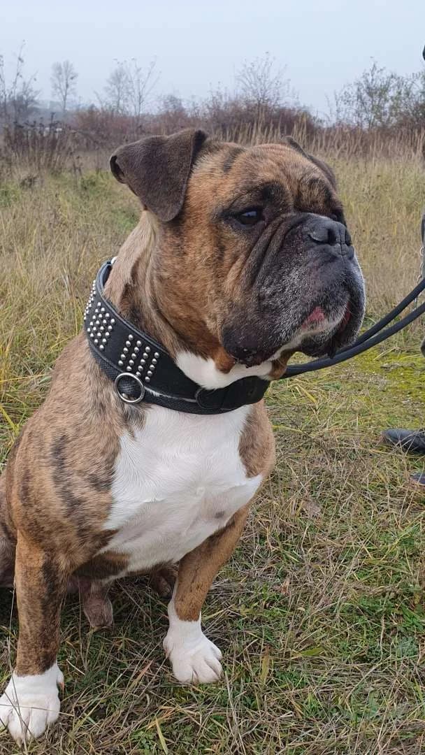 Viet, male senior English Bulldog for adoption at Tierheim Berlin Falkenberg, Berlin