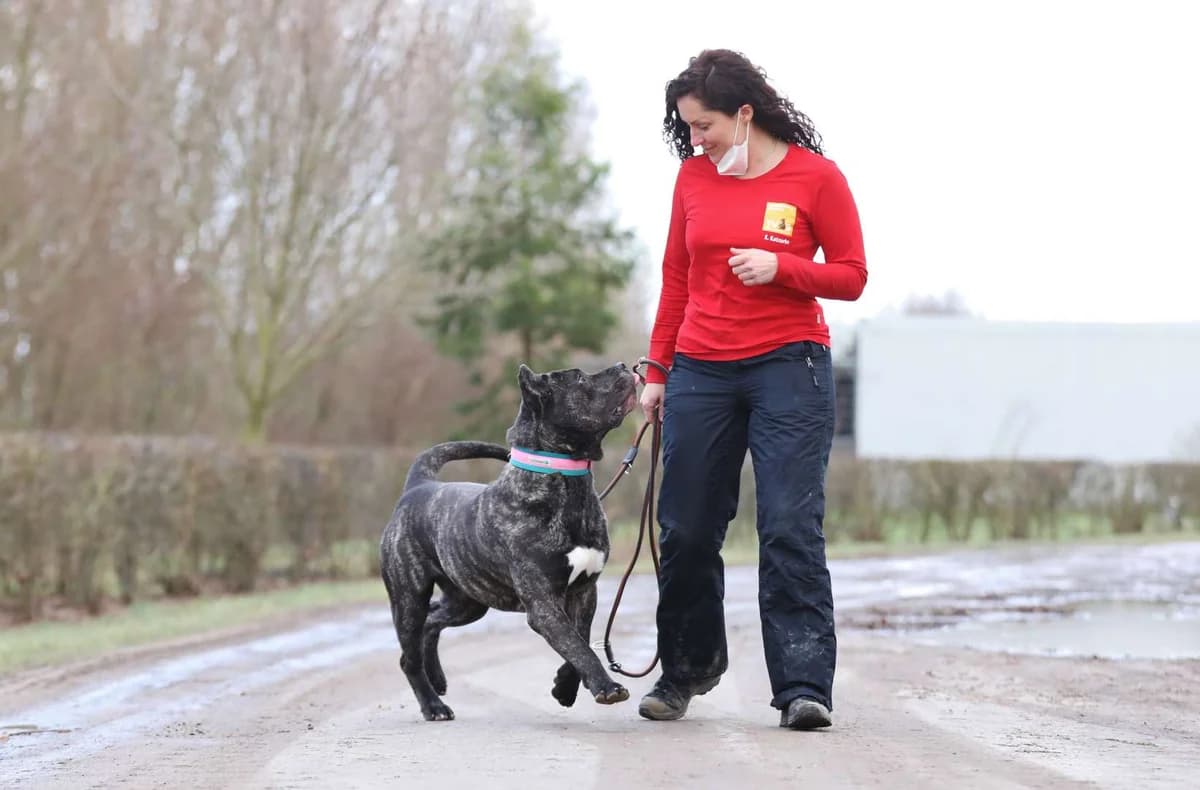 Charles, male senior Presa Canario for adoption at Tierheim Berlin Falkenberg, Berlin