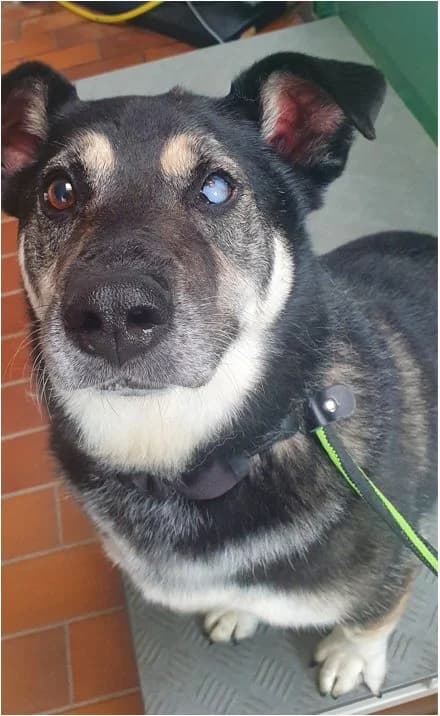 Michi, male senior Husky for adoption at Tierheim Berlin Falkenberg, Berlin