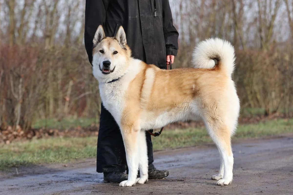 Enrico,  (Tierheim Berlin Falkenberg)