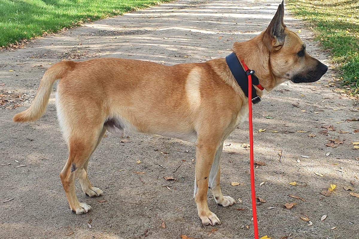 Snacks, male senior Belgian Malinois for adoption at Tierheim Berlin Falkenberg, Berlin