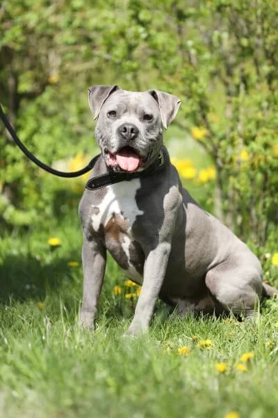 Blue, Staffordshire Bull Terrier (Tierheim Berlin Falkenberg)