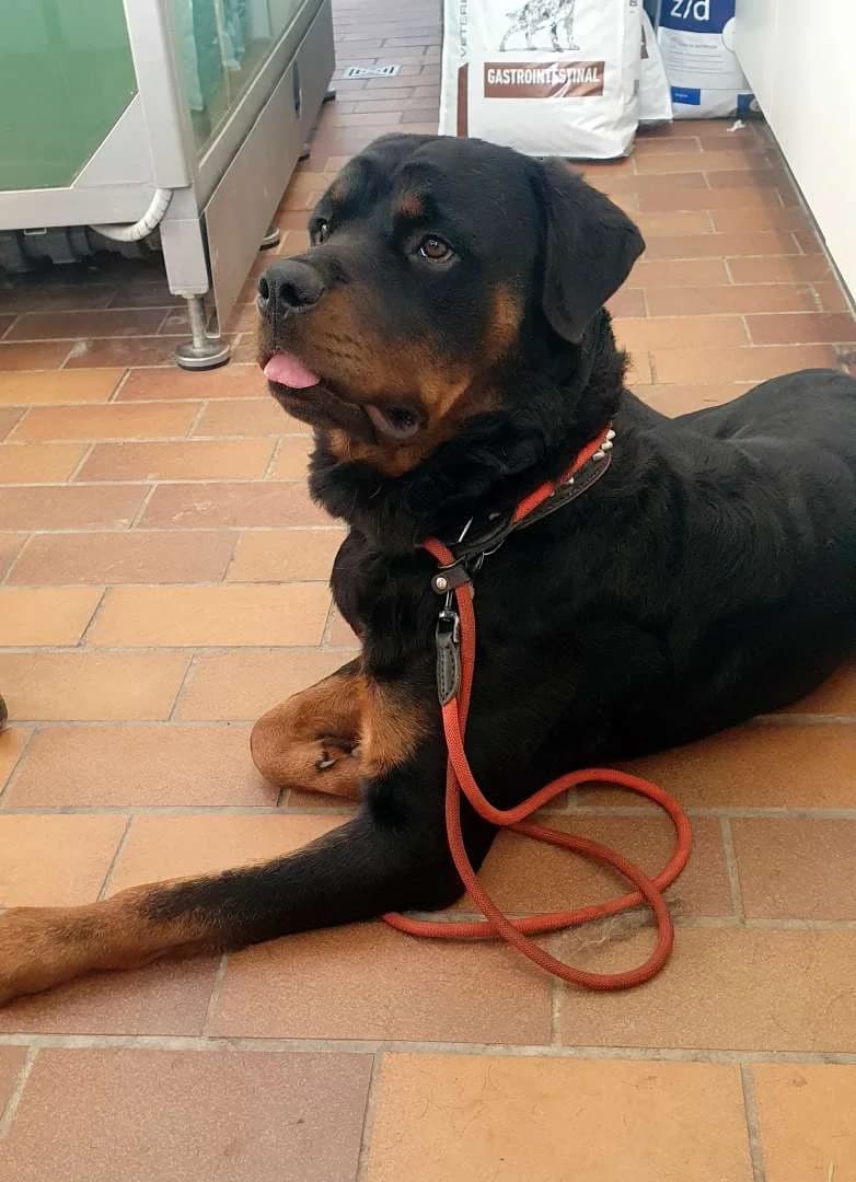 Balu, male 5yo Rottweiler for adoption at Tierheim Berlin Falkenberg, Berlin