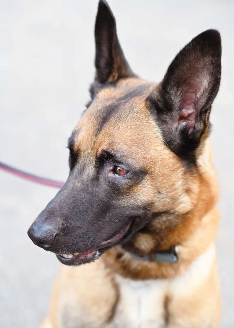 Joker, male 6yo Belgian Malinois for adoption at Tierheim Berlin Falkenberg, Berlin