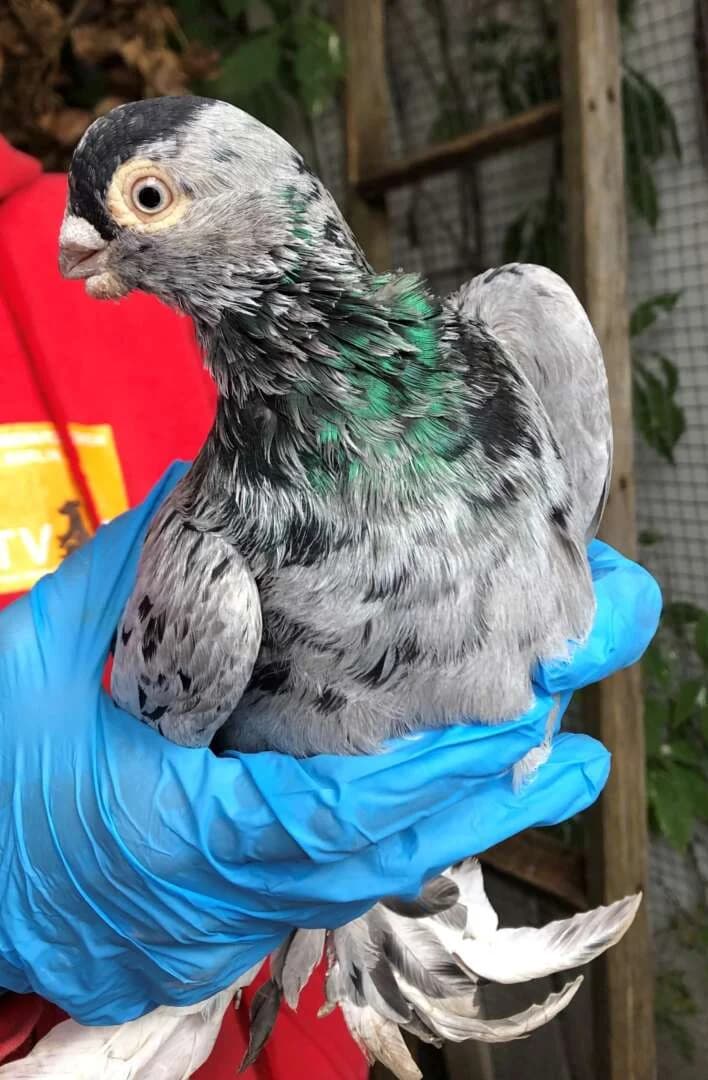 Chilli-Cheese, male mixed breed for adoption at Tierheim Berlin Falkenberg, Berlin