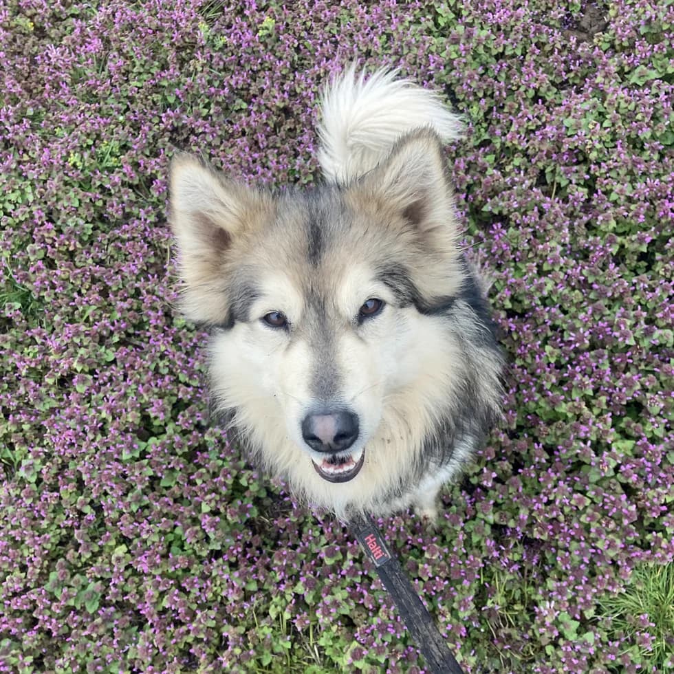 Timba, male 6yo Husky for adoption at Tierheim Berlin Falkenberg, Berlin