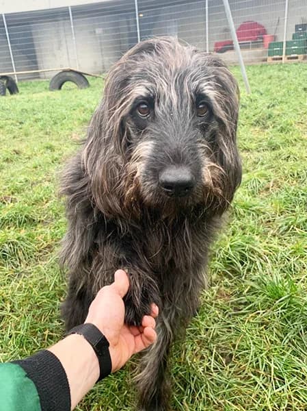 Woody, male senior Giant Schnauzer for adoption at Tierheim Berlin Falkenberg, Berlin