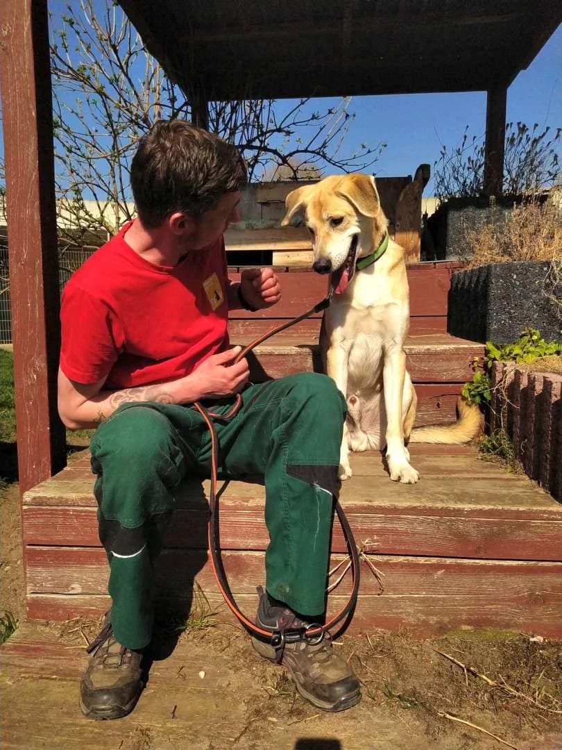 Benny, male senior Labrador Retriever for adoption at Tierheim Berlin Falkenberg, Berlin