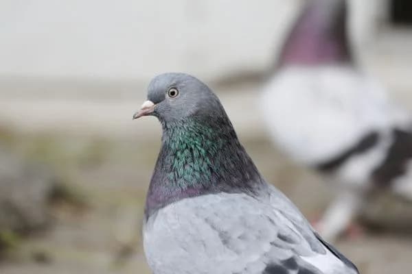 Dreckspatz, male mixed breed for adoption at Tierheim Berlin Falkenberg, Berlin