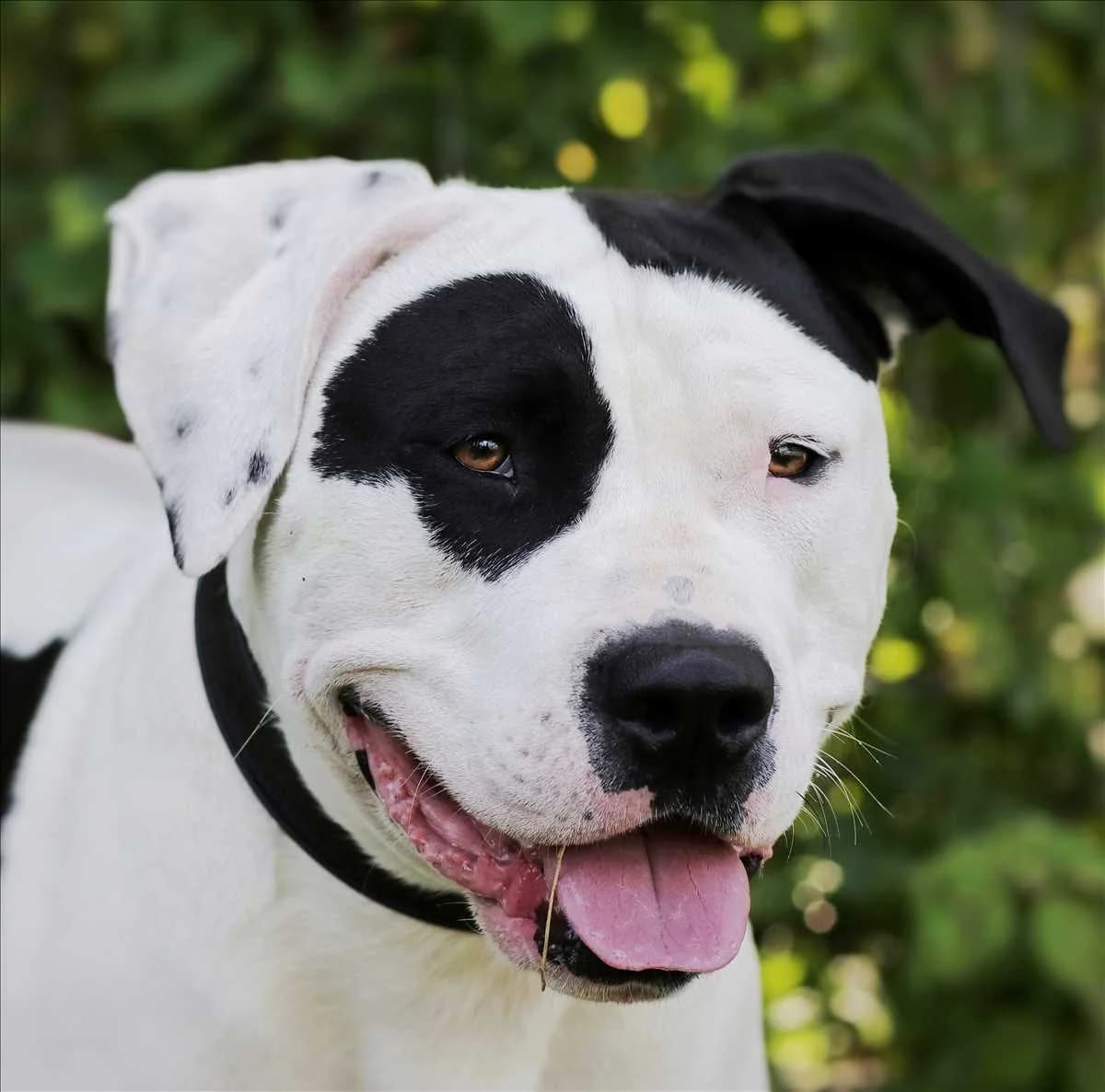 CARLOS, Mixed Breed (Tierheim München)