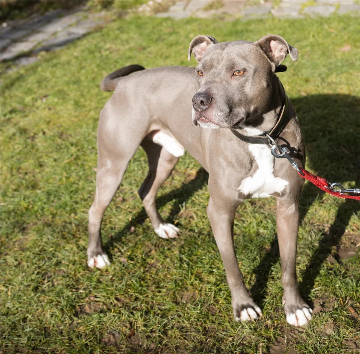 PAUL, Mixed Breed (Tierheim München)