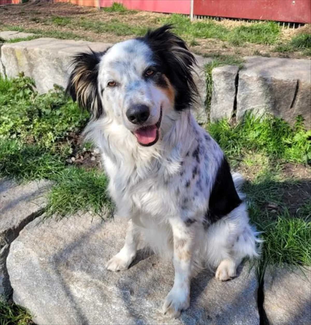 LOKI, Mixed Breed (Tierheim München)
