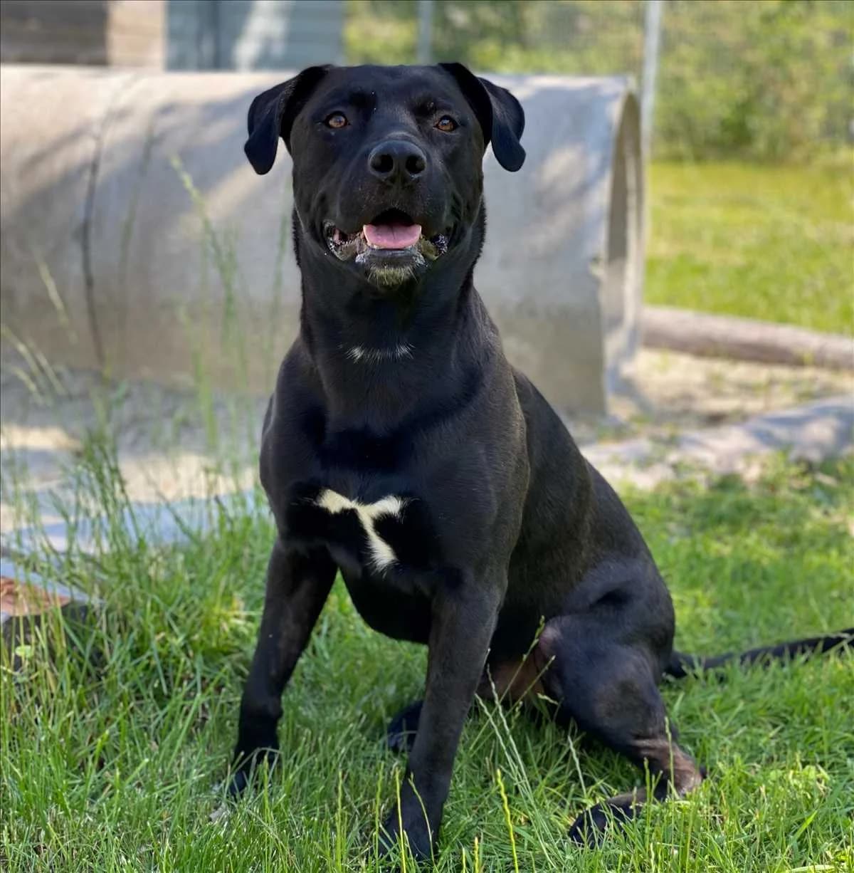 CORLEONE, Mixed Breed (Tierheim München)