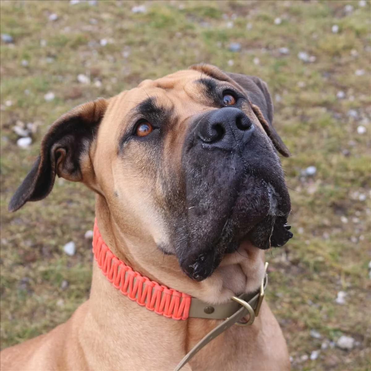 FINJA, braun female 7yo Mixed Breed for adoption at Tierheim München, Munich