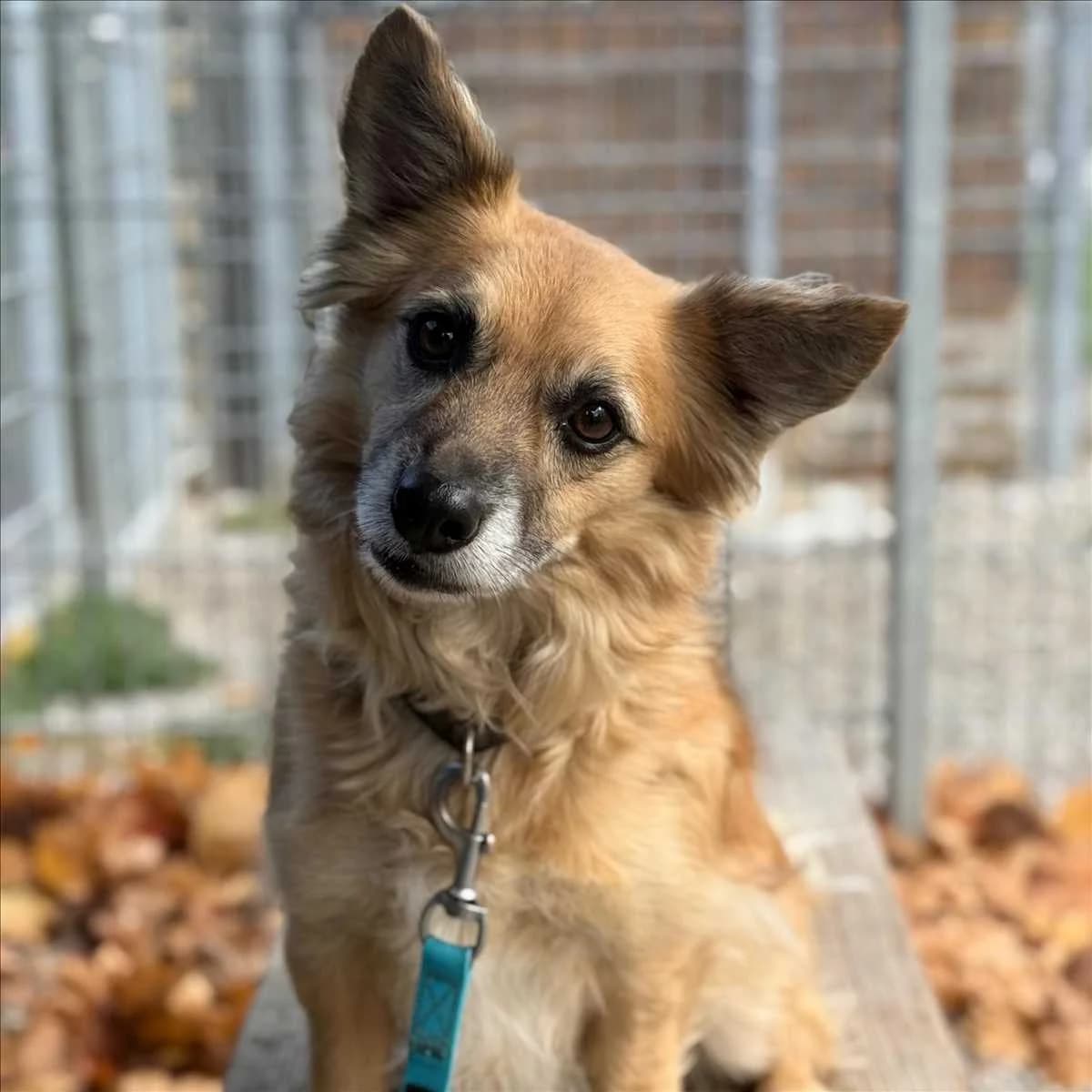 MAXI, beige, schwarze Maske male 6yo Mixed Breed for adoption at Tierheim München, Munich