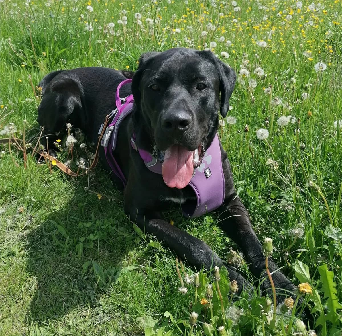 DON, schwarz male 5yo Mixed Breed for adoption at Tierheim München, Munich