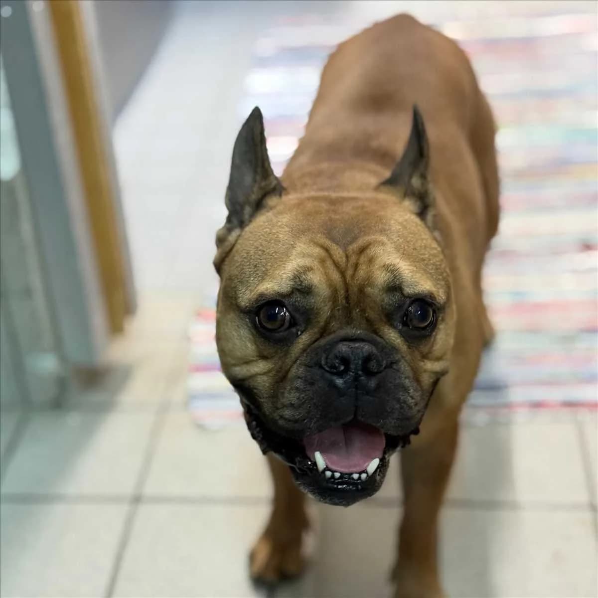 LOUIE, Mixed Breed (Tierheim München)