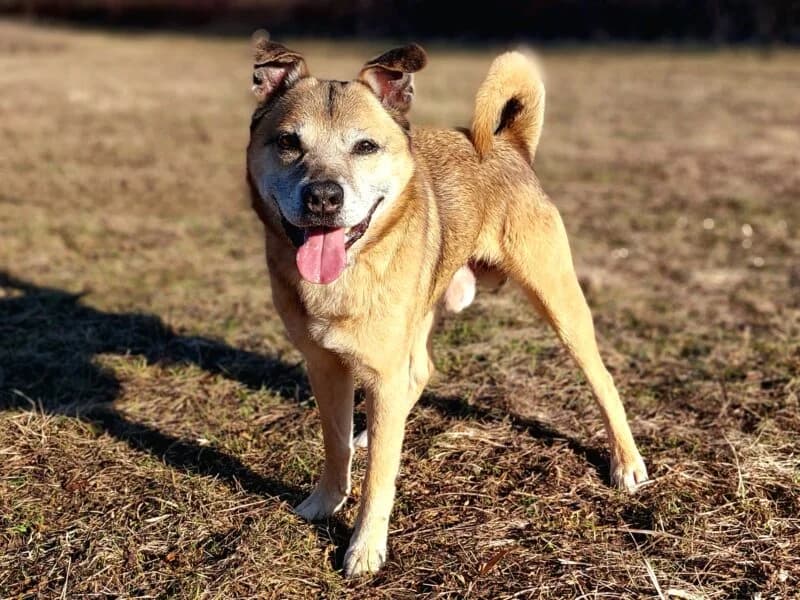 Tierheim Leipzig photo 2