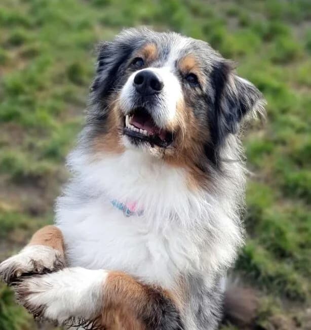 Torben, male senior Australian Shepherd for adoption at Tierheim Berlin Falkenberg, Berlin