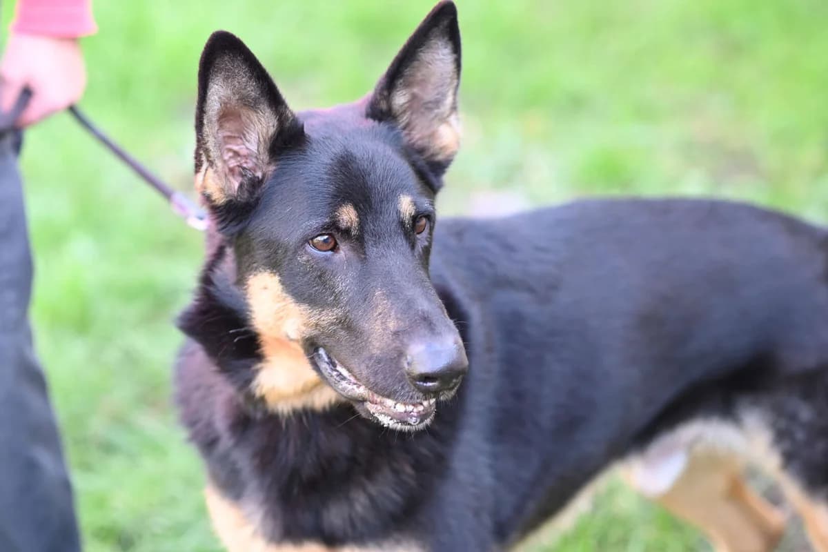 Rocco, male 4yo German Shepherd for adoption at Tierheim Berlin Falkenberg, Berlin