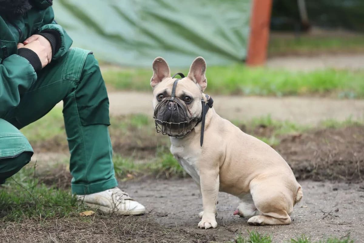 Cody, male 5yo English Bulldog for adoption at Tierheim Berlin Falkenberg, Berlin