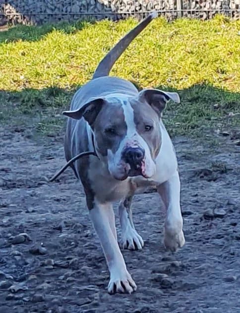 Graf, male senior Staffordshire Bull Terrier for adoption at Tierheim Berlin Falkenberg, Berlin